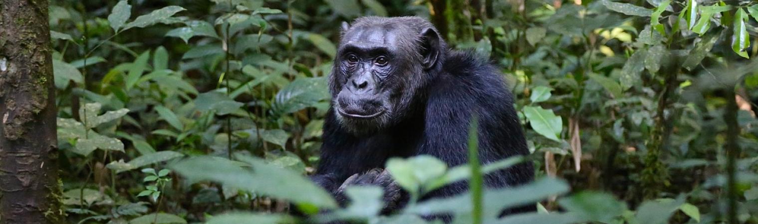 Explore the Chimpanzees in Uganda